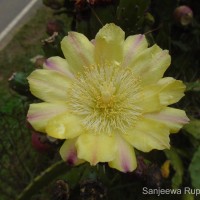 Opuntia monacantha Haw.